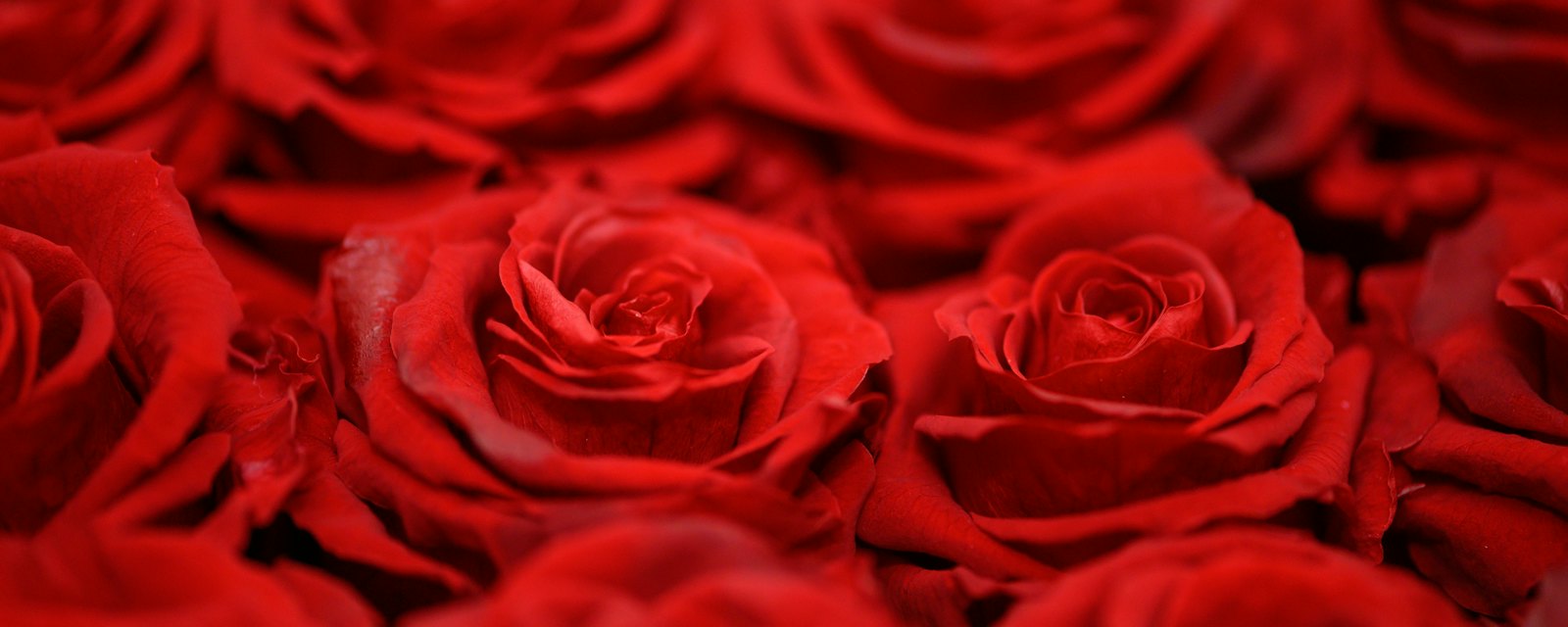 A bed of deep red roses