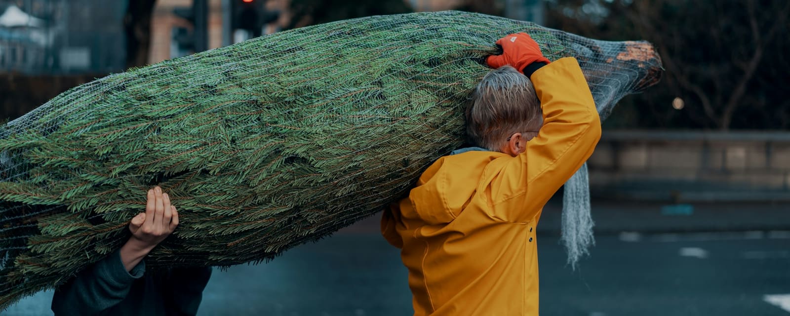 Two people carrying a freshly cut Christmas tree down a street