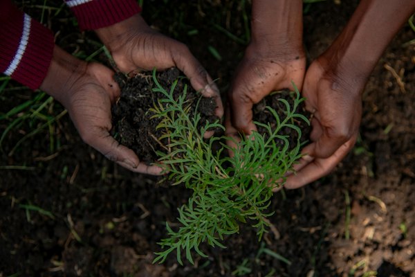 Hands planting a seedling in the soil